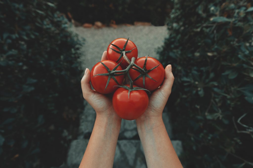 hand holding tomatoes in garden nutritional counselling