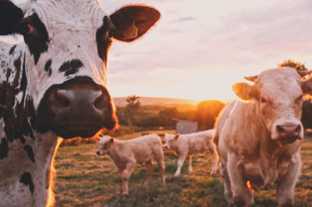 cows on a farm. suki hon naturopathic doctor food labeling nutritional counselling dairy