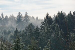 forest tree tops coniferous evergreens